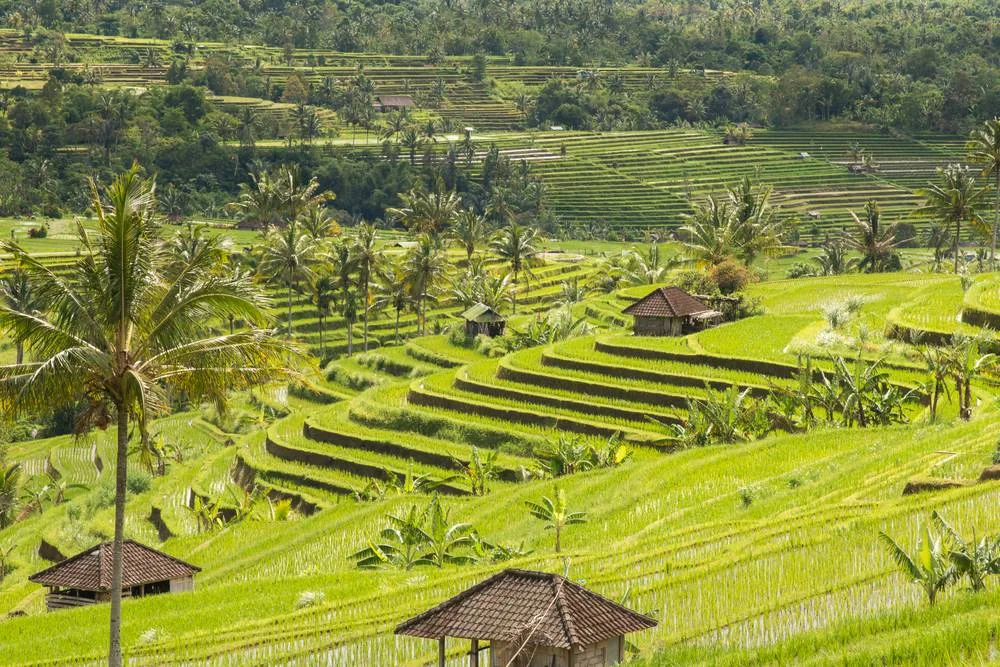 Rizieres Jatiluwih terrasse ArtPhotoLimited
